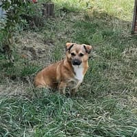 verschmuster Charlie sucht sein Zuhause!, Hund zur Adoption