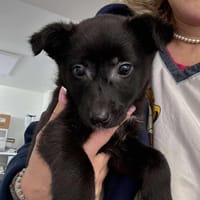 LILLIE 🐾❤ca. 4 Monate unser Christkind, Hündin zur Adoption