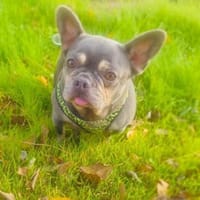 Französische Bulldogge Giselle, Hündin zur Adoption