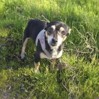 Betty ein kleines Pinschermixmädchen, Hündin zur Adoption