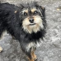 Kneesa, Hündin zur Adoption