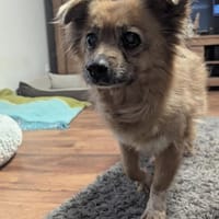 Süße Molly❤ sucht Kuschelflat, Hündin zur Adoption