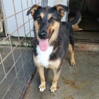 Hündin Eija sucht ein Zuhause, Hündin zur Adoption