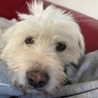 Alma, pfiffig und voller Lebensfreude, Hündin zur Adoption