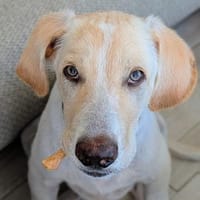 Neo wartet auf seine Familie, Hund zur Adoption