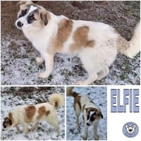 ELFIE -rundum tolles Hundekind-, Hündin zur Adoption
