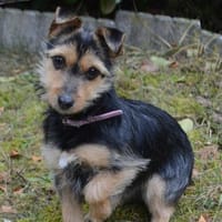 Beata ist gutmütig und verschmust., Hündin zur Adoption