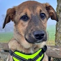 LIESCHEN - auf Pflegestelle in Frasdorf!, Hündin zur Adoption