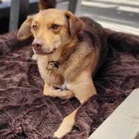 Alina - neugierig, verträglich - in DE, Hündin zur Adoption