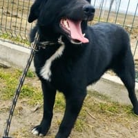 Coco sprüht vor Lebensfreude, Hund zur Adoption