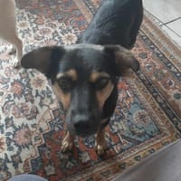 Vicky - quirliges Hundemädchen..., Hündin zur Adoption