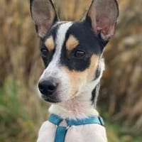 Jacky ein kleiner Charmeur, Hund zur Adoption