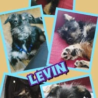 aktiver Welpenjunge Levin auf PS 90475, Hund zur Adoption