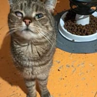 FOXY & ROXY - suchen neue Heimat....., Kater zur Adoption