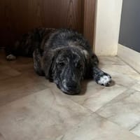 Zuhause gesucht für Sunny, Hündin zur Adoption