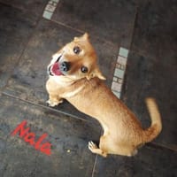 Nala : -Für-immer-Zuhause- gesucht, Hündin zur Adoption