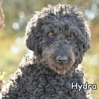 HYDRA, Hündin zur Adoption