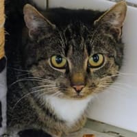 Fräulein Honig, Katze zur Adoption