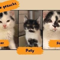 Kitten-Trio, Kater zur Adoption