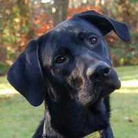 Spiky ein fröhlicher, schlauer Bursche., Hund zur Adoption