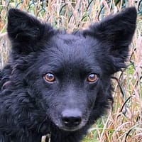 MARENA - liebenswert&intelligent, Hündin zur Adoption