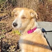 ROSARIA - sauf Pflegestelle im Saarland, Hündin zur Adoption