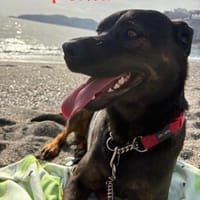 MORITA - große Hündin, großes Herz..., Hündin zur Adoption