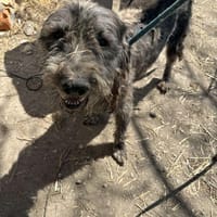 GRAY 🐾❤ liebevoller Senior, Hund zur Adoption
