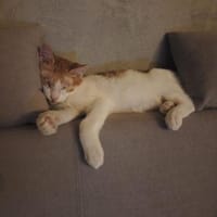 Bobby, Lebensfreude pur trotz Handicap, Kater zur Adoption