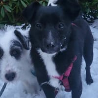 Giesy, klein schwarz, zuckersüß sucht..., Hündin zur Adoption