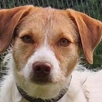 Trina - die Unschudige, Hündin zur Adoption