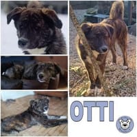 OTTI -kluges Köpfchen sucht sein Zuhause, Hund zur Adoption