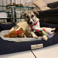 Linda braucht viel Liebe, Hündin zur Adoption