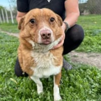 ❤ 🐾 BARNEY geb. 14.08.2016, ca. 35/40, Hund zur Adoption