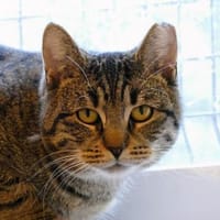 Erla, Katze zur Adoption