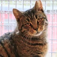 Erla, Katze zur Adoption