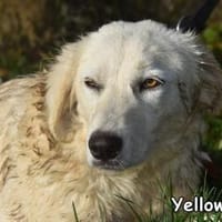 YELLOW, Hündin zur Adoption