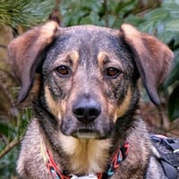 MOSTIE - sucht einfühlsame Menschen, Hund zur Adoption