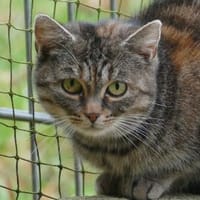 Patches, Katze zur Adoption