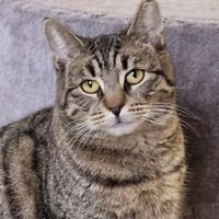 Luise, Katze zur Adoption