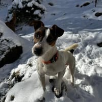 Harry, ein echter Lausbub, Hund zur Adoption