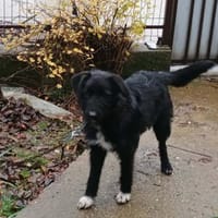 Nicki - auf Familiensuche, Hund zur Adoption