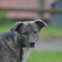 Siri wartet in 21789 Wingst, Hündin zur Adoption