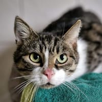 Moritz, Kater zur Adoption