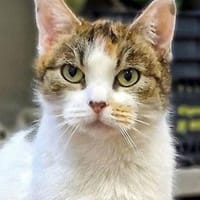 Luna, Katze zur Adoption