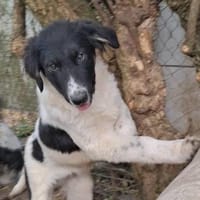 Lennon - Zuhause auf dem Land gesucht, Hund zur Adoption