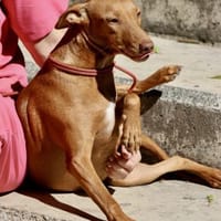 Florinda, freundlich, offen, lernwillig, Hündin zur Adoption