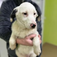 Marvel - Border Collie Mischling, Hund zur Adoption