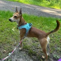 Kenny ist sehr lieb und verspielt !, Hund zur Adoption