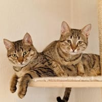 Charly sucht seinen Dosenöffner, Kater zur Adoption